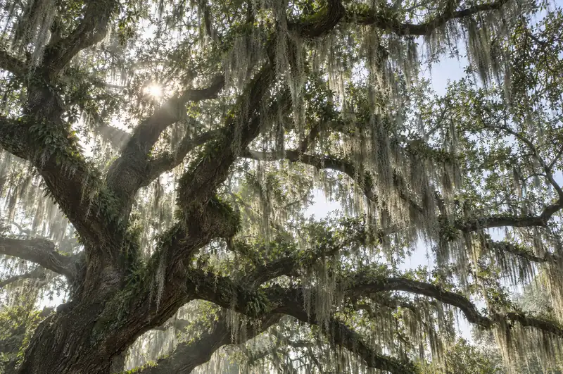 Illustrative photo: looking up into a live oak draped with Spanish moss
